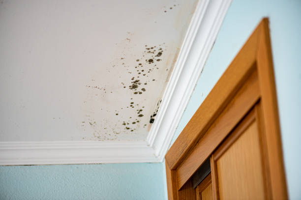 Best Environmental Consulting for Mold Prevention  in Burlington, WI